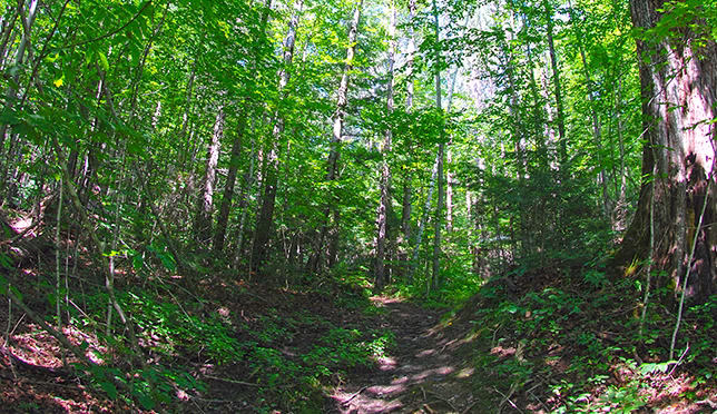 Hiking in the Mad River Valley